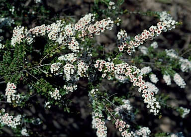 APII jpeg image of Thryptomene calycina  © contact APII