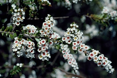 APII jpeg image of Thryptomene calycina  © contact APII