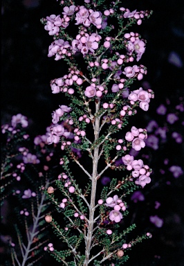 APII jpeg image of Thryptomene denticulata  © contact APII