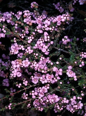 APII jpeg image of Thryptomene denticulata  © contact APII