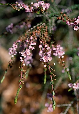 APII jpeg image of Thryptomene saxicola 'F.C. Payne'  © contact APII