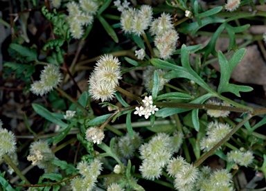 APII jpeg image of Trachymene cyanopetala  © contact APII