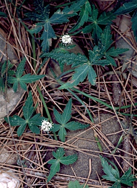 APII jpeg image of Hydrocotyle geraniifolia  © contact APII