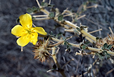 APII jpeg image of Tribulus hystrix  © contact APII