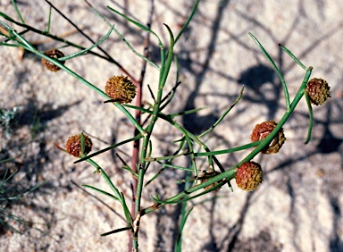 APII jpeg image of Tersonia cyathiflora  © contact APII