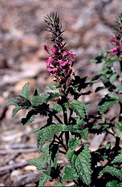 APII jpeg image of Teucrium argutum  © contact APII