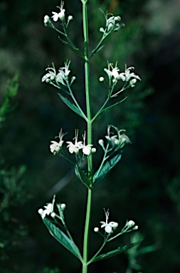 APII jpeg image of Teucrium corymbosum  © contact APII