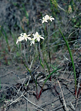 APII jpeg image of Tribonanthes australis  © contact APII