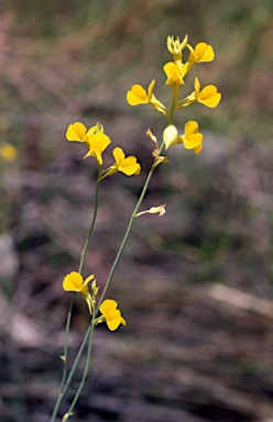 APII jpeg image of Utricularia odorata  © contact APII