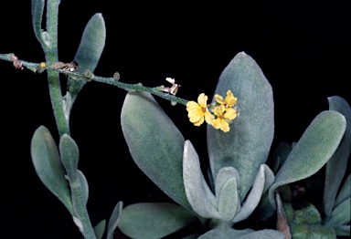 APII jpeg image of Verreauxia reinwardtii  © contact APII