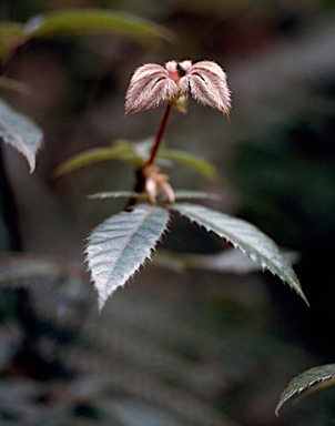 APII jpeg image of Vesselowskya rubifolia  © contact APII