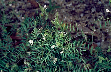 APII jpeg image of Vicia hirsuta  © contact APII