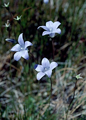 APII jpeg image of Wahlenbergia ceracea  © contact APII