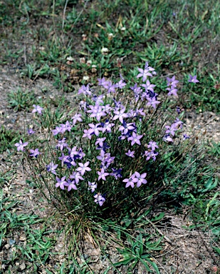 APII jpeg image of Wahlenbergia capillaris  © contact APII