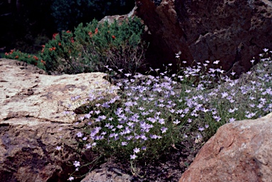 APII jpeg image of Wahlenbergia planiflora subsp. longipila  © contact APII