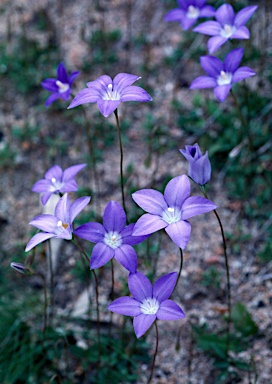 APII jpeg image of Wahlenbergia gloriosa  © contact APII