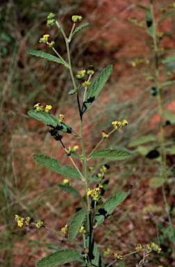 APII jpeg image of Waltheria indica  © contact APII