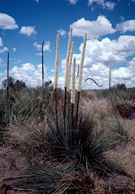 APII jpeg image of Xanthorrhoea caespitosa  © contact APII