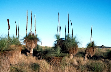 APII jpeg image of Xanthorrhoea glauca subsp. angustifolia  © contact APII