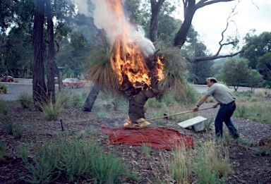 APII jpeg image of Xanthorrhoea glauca  © contact APII