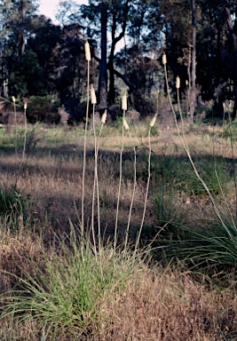 APII jpeg image of Xanthorrhoea gracilis  © contact APII