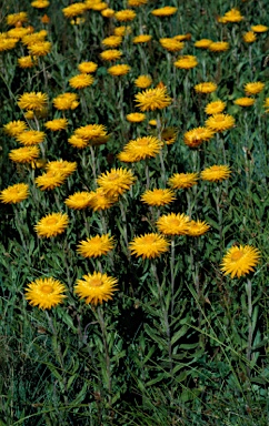 APII jpeg image of Xerochrysum subundulatum  © contact APII