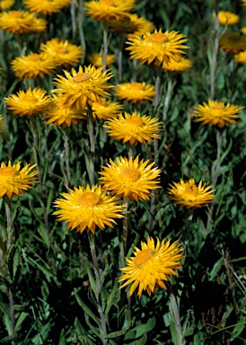 APII jpeg image of Xerochrysum subundulatum  © contact APII