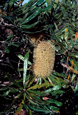 APII jpeg image of Banksia aemula  © contact APII