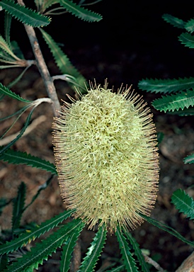 APII jpeg image of Banksia aemula  © contact APII