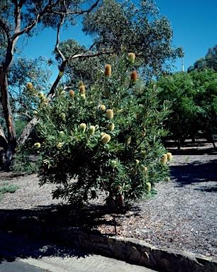 APII jpeg image of Banksia aemula  © contact APII