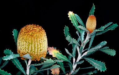 APII jpeg image of Banksia audax  © contact APII