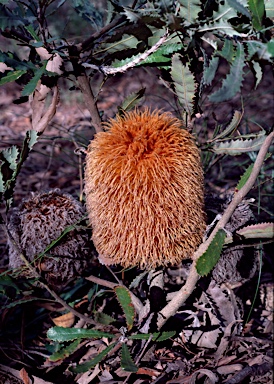 APII jpeg image of Banksia baueri  © contact APII