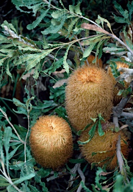 APII jpeg image of Banksia baueri  © contact APII