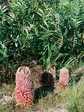 APII jpeg image of Banksia blechnifolia  © contact APII