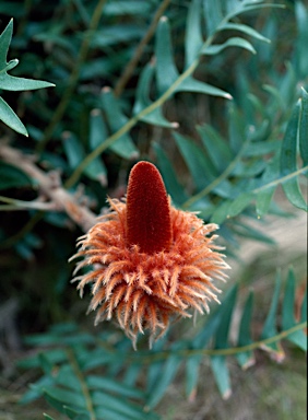 APII jpeg image of Banksia blechnifolia  © contact APII