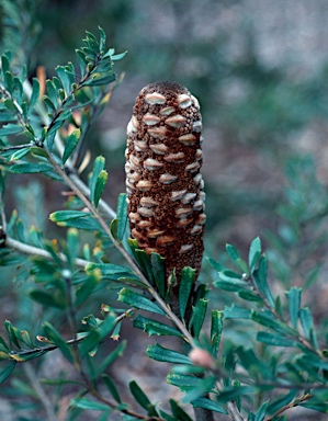 APII jpeg image of Banksia canei  © contact APII