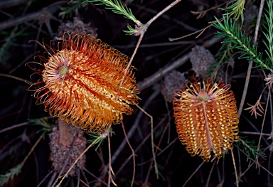 APII jpeg image of Banksia ericifolia subsp. ericifolia  © contact APII