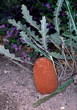 APII jpeg image of Banksia gardneri var. gardneri  © contact APII