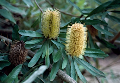 APII jpeg image of Banksia integrifolia subsp. compar  © contact APII