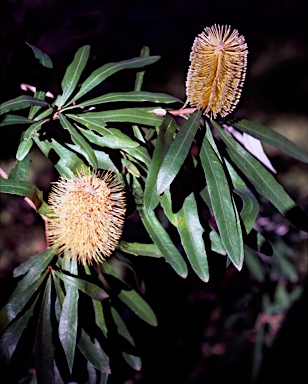 APII jpeg image of Banksia integrifolia subsp. compar  © contact APII