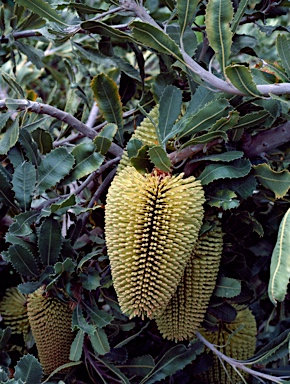 APII jpeg image of Banksia lemanniana  © contact APII