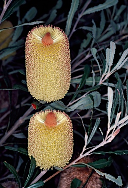 APII jpeg image of Banksia media  © contact APII