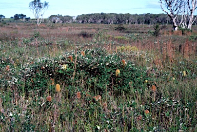 APII jpeg image of Banksia oblongifolia  © contact APII