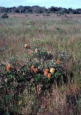 APII jpeg image of Banksia oblongifolia  © contact APII