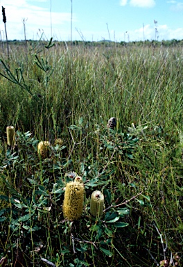 APII jpeg image of Banksia oblongifolia  © contact APII