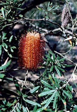 APII jpeg image of Banksia seminuda  © contact APII