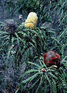 APII jpeg image of Banksia speciosa  © contact APII