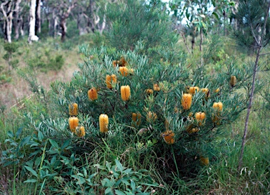 APII jpeg image of Banksia spinulosa var. collina  © contact APII