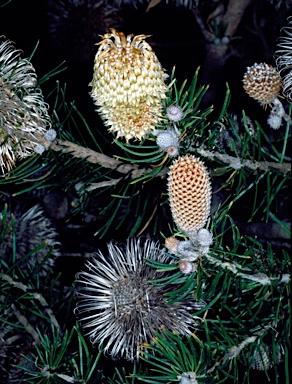 APII jpeg image of Banksia telmatiaea  © contact APII