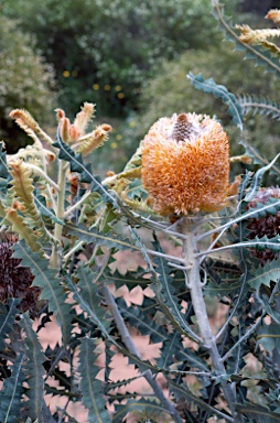 APII jpeg image of Banksia victoriae  © contact APII